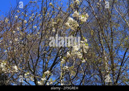 Les cerisiers en fleurs au printemps Banque D'Images