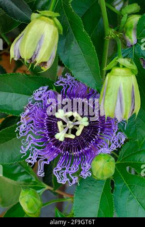 Passion fleur hybride ( Passiflora incarnata x P. edulis flavicarpa Byron Beauté) , passion fleur Banque D'Images