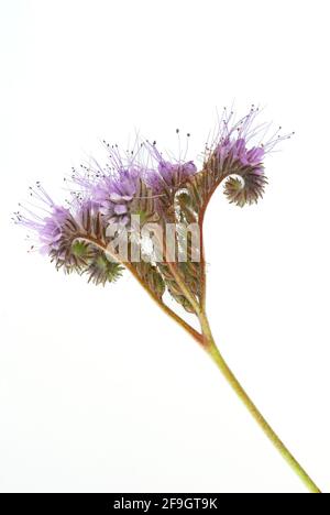 Beauté touffée (Phacelia tanacetifolia) , beauté touffée, ami d'abeille, phacelia, pâturage d'abeille, Plantes à feuilles d'eau, Hydrophyllaceae Banque D'Images