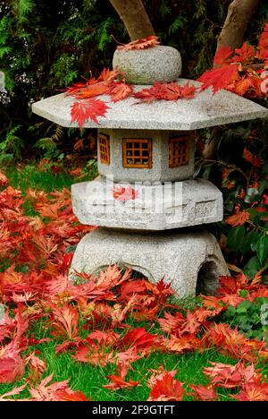 Érable japonais (Acer japonicum aconitifolium), feuilles d'érable sur lanterne en pierre, lanterne en pierre japonaise, érable japonais, jardin japonais, lanterne Banque D'Images