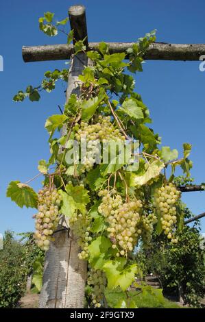 Raisin (Phoenix) (Vitis vinifera) Banque D'Images