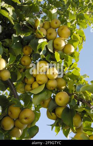 Poire Shinko asiatique Shinko, poire asiatique (Pyrus pyrifolia) Banque D'Images