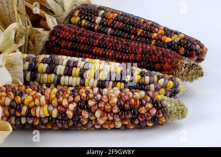 Épis de maïs, épis de maïs (Zea mays) à l'intérieur, studio Banque D'Images