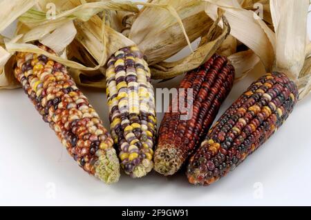 Épis de maïs, épis de maïs (Zea mays) à l'intérieur, studio Banque D'Images