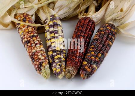 Épis de maïs, épis de maïs (Zea mays) à l'intérieur, studio Banque D'Images