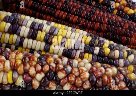 Épis de maïs, épis de maïs (Zea mays) à l'intérieur, studio Banque D'Images