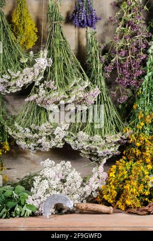 Herbes accrochées à sec, millepertuis, yarrow, menthe, baume de citron, Paille de lit (Hypericum perforatum) (Achillea millefolium) (Galium verum) Banque D'Images