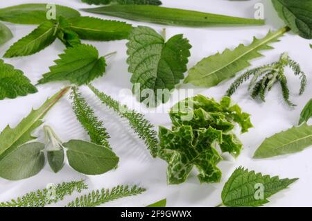 Feuilles vertes, ingrédients pour smoothie, bougeade, plantain à l'armoise, pissenlit, flèche jaune, ortie, bouton prairie Banque D'Images