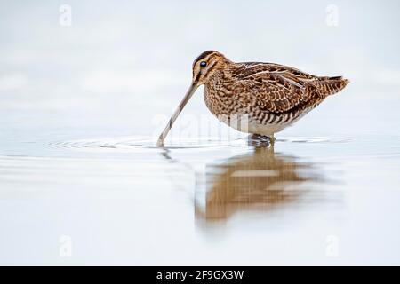 Recherche de nourriture à la bécassine commune (Gallinago gallinago), lac Neusiedl, Autriche Banque D'Images