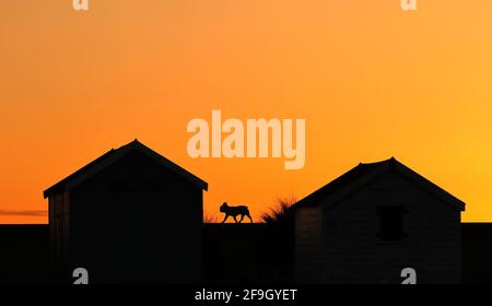 Heacham, Royaume-Uni. 14 avril 2021. Un chien, silhoueté contre le ciel orange au coucher du soleil, marche le long du mur de la promenade derrière ces cabanes de plage à Heacham, Norfolk. Crédit : Paul Marriott/Alay Live News Banque D'Images