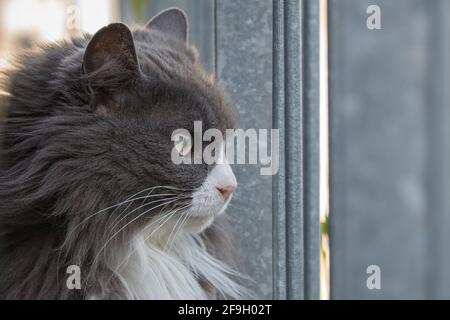 portrait d'un chat avec de longs cheveux gris et blancs à l'extérieur Banque D'Images