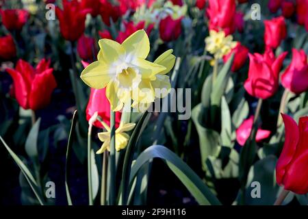 Narcissus / Daffodil ‘Pipit’ Division 7 jonquilla jonodils fleurs bicolores inversées, pétales jaunes et trompette blanche, avril, Angleterre, Royaume-Uni Banque D'Images