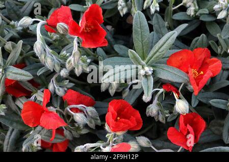 Helianthemum nummularium «Henfield Brilliant» rosier Henfield Brilliant – fleurs rouge écarlate et feuilles vertes grises poilues, avril, Angleterre, Banque D'Images