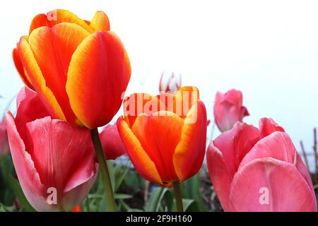 Tulipa ‘Laura Fygi’ Tulipe tulipe 3 Tulipa ‘Pink impression’ Tulipe Tulipe 3 avril, Angleterre, Royaume-Uni Banque D'Images