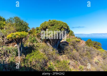 Le sentier Las Tricias et ses magnifiques arbres de dragon dedans Le nord de l'île de la Palma Banque D'Images