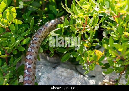 Serpent léopard adulte ou serpent Ratsnake européen, Zamenis situla, glissant parmi les rochers et la végétation dans la campagne maltaise, Malte. Banque D'Images