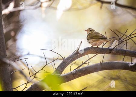 Un oiseau de venin regarde par-dessus son épaule à moi d'une branche avant de s'envoler dans le fond bleu et jaune. Les feuilles commencent tout juste à émerger. Banque D'Images