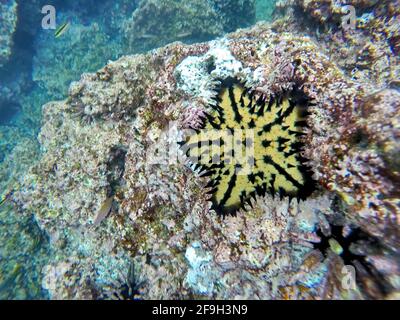 Une star de la mer aux pépites de chocolat à l'île de Rabida, Galapagos, Équateur Banque D'Images