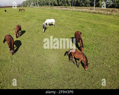 Les chevaux se broutent dans un enclos spécial. Vue de drone Banque D'Images