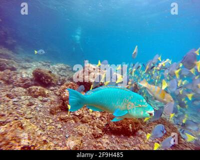 Perroquet bleu dans une école de chirurgien poisson à l'île de Rabida, Galapagos, Equateur Banque D'Images