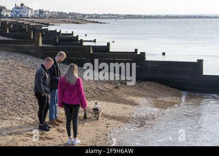 Groupe d'amis marchent le chien sur le front de beanch à Whitstable au coucher du soleil dimanche, Kent Banque D'Images