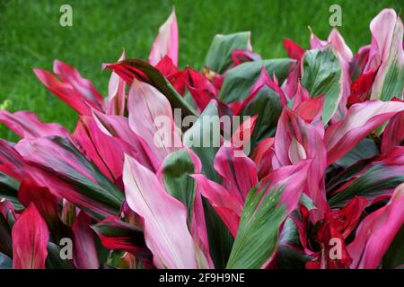 Feuillage rouge, vert noir de plantes Ti-Plant 'Bolero' Banque D'Images