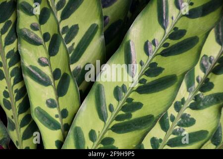 Gros plan sur les belles feuilles de l'usine de Calathea lancifolia Banque D'Images