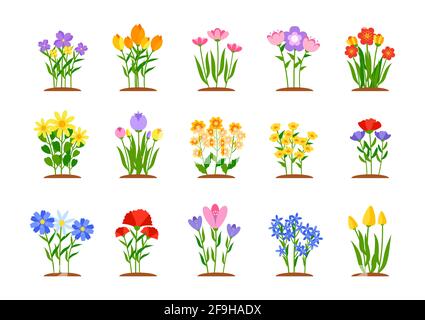 Ensemble de fleurs de jardin de printemps de style plat. Les premiers parterres de fleurs de jardin avec des tulipes, des jonquilles ou des pâquerettes de plus en plus colorées. Forêt nature printemps élément de conception de paysage. Illustration vectorielle isolée Illustration de Vecteur