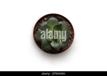 Maison succulente Echeveria en terre cuite pot isolé sur fond blanc. Vue de dessus. Banque D'Images