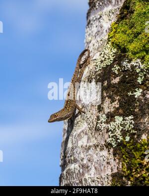 Le Brown Anole, Anolis sagrei, également connu sous le nom de Bahaman Anole sur Kauai, Hawaï. Il est originaire de Cuba et des Bahamas, mais a été largement introduit Banque D'Images