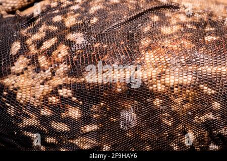 Un gros plan du motif à l'échelle à l'arrière d'un Chuckwallala commun, Sauromalus ater, dans l'Utah. Banque D'Images