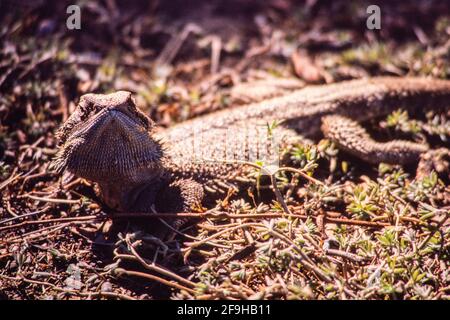 Le dragon central, Pogona vitticeps, est originaire de l'Australie centrale aride. Banque D'Images