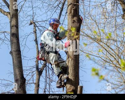 Moscou. Russie. 17 avril 2021. Un travailleur dans un casque sur des cordes monte un arbre pour couper des branches. Rajeunissement des arbres. Le travail des services publics de la ville Banque D'Images