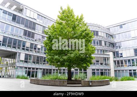 Vert magnifique arbre pousse dans la cour d'un moderne bâtiment de bureau Banque D'Images