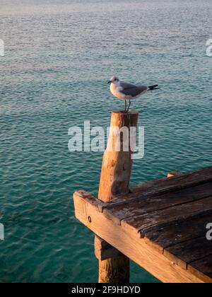 mouette sur le poteau du quai à bateaux Banque D'Images