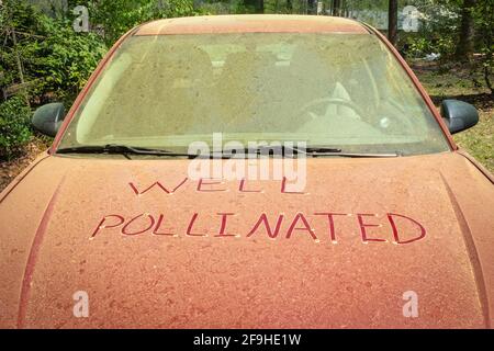 Une couche épaisse de pollen de pin sur un capot de voiture au printemps avec une note drôle écrite qui pourrait signifier peut-être que c'est là que viennent les nouvelles voitures. Banque D'Images