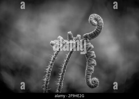 Deux têtes de violon de la Fern de Noël (Polystichum acrostichoides). Apparence abstraite, comme si la paire dansait. Banque D'Images