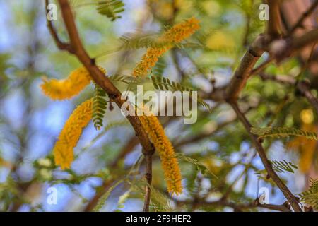 Feuilles de fleurs de Mesquite. Amas d'arbres Mesquite fleurit au printemps avant l'été à Sonora, au Mexique. Fleurs jaunes (photo de Luis Gutierrez) Banque D'Images