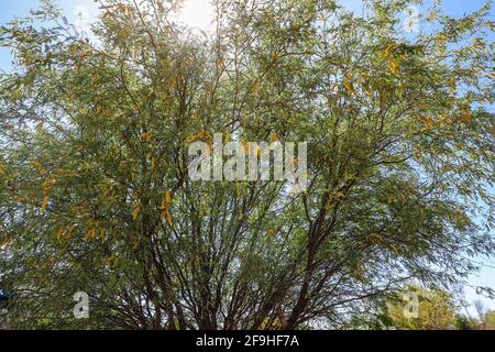 Feuilles de fleurs de Mesquite. Amas d'arbres Mesquite fleurit au printemps avant l'été à Sonora, au Mexique. Fleurs jaunes (photo de Luis Gutierrez) Banque D'Images