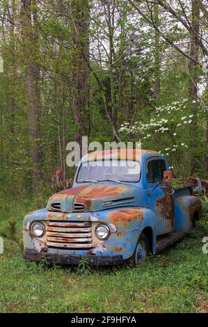 Abandonné, rouillé bleu camion de pick-up Ford dans les bois devant le bois de chien en fleur vrai Banque D'Images