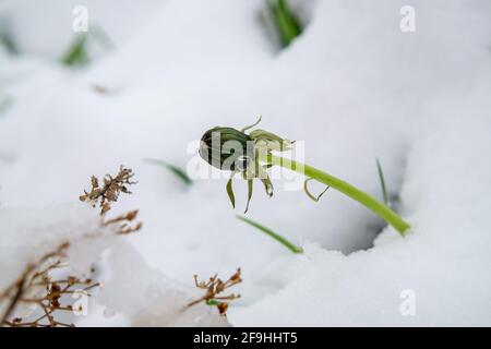 Neige de printemps couvrant les fleurs de pissenlit fleuries par temps inSeason vue rapprochée dans un jardin Banque D'Images