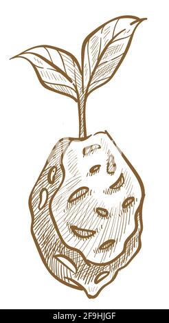 Croissance des plantes à partir de semences, agriculture de jardinage Illustration de Vecteur
