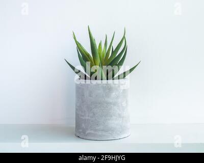 Pot de plante en béton rond avec plante verte succulente sur étagère en bois blanc isolée sur fond de mur blanc. Petite jardinière en ciment de bricolage pour cactus, succ Banque D'Images