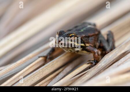 Photo macro de la grenouille des marais (Pélophylax ridibundus) assise sur de l'herbe jaune sèche. Isolé. Faible profondeur de champ Banque D'Images