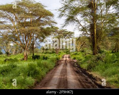 Cratère de Ngorongoro, Tanzanie, Afrique - 1 mars 2020 : route de terre à travers le cratère de Ngorongoro Banque D'Images