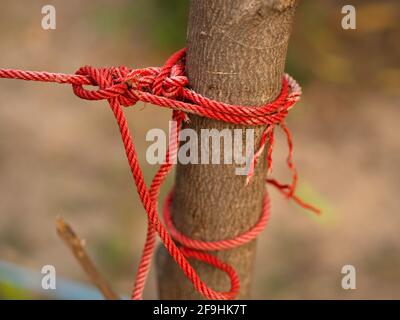 Une corde rouge serrée autour du tronc d'arbre sur fond naturel et lumineux. Corde rouge avec nœud autour de l'arbre brun. Un parc d'escalade et d'aventure en plein air. Banque D'Images