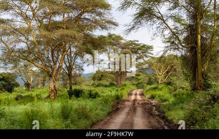 Cratère de Ngorongoro, Tanzanie, Afrique - 1 mars 2020 : route de terre à travers le cratère de Ngorongoro Banque D'Images