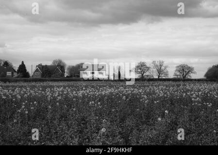 Une partie de la campagne britannique dans les champs de Knebworth En noir et blanc, forme Beaux-Arts Banque D'Images