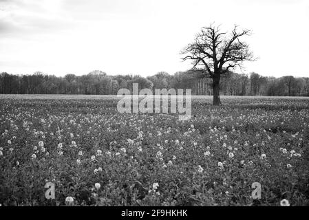 Une partie de la campagne britannique dans les champs de Knebworth En noir et blanc, forme Beaux-Arts Banque D'Images