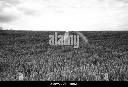 Une partie de la campagne britannique dans les champs de Knebworth En noir et blanc, forme Beaux-Arts Banque D'Images